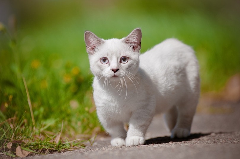 Munchkin Cat Outdoor otsphoto Shutterstock