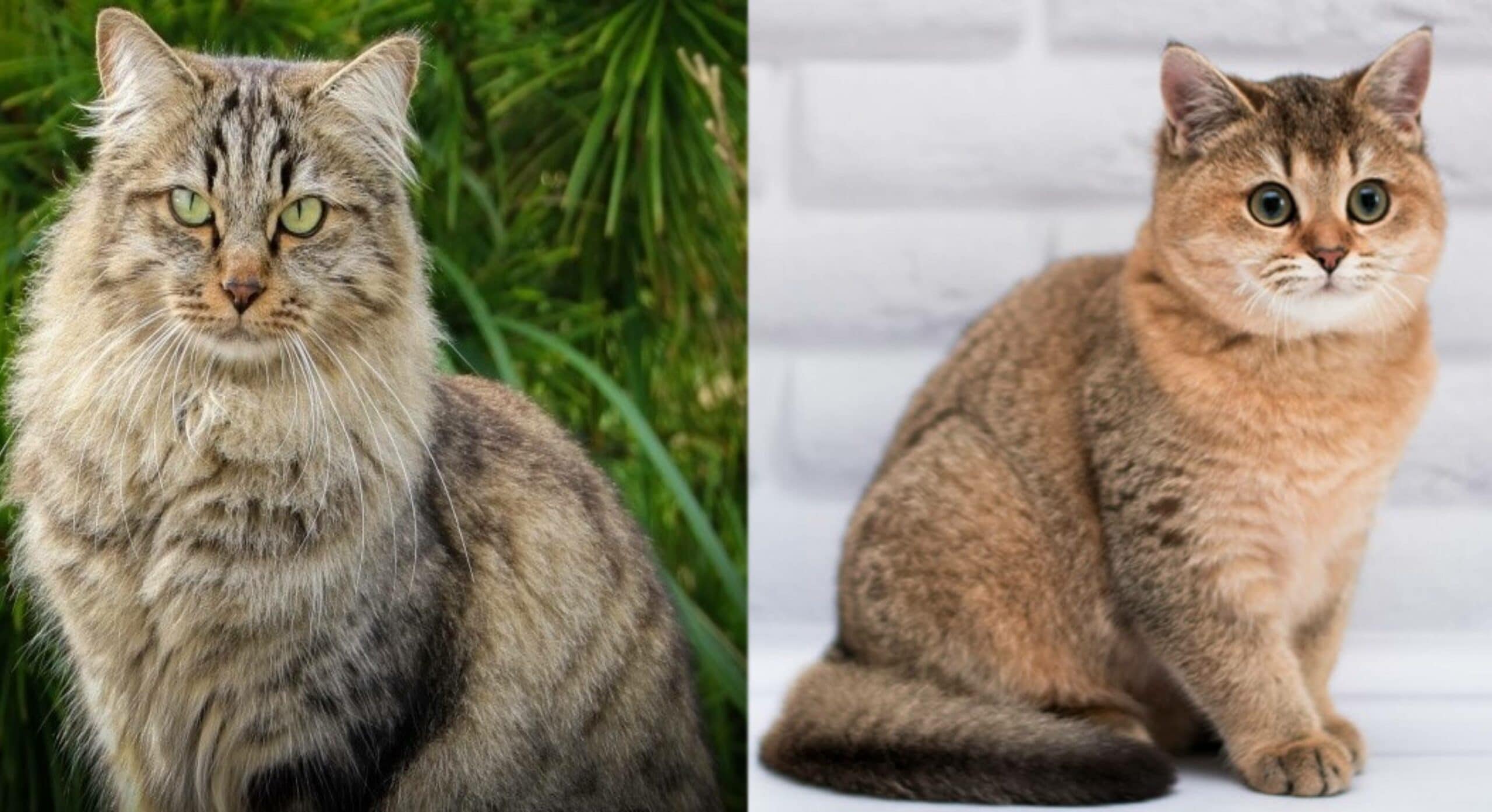Parent breeds Siberian Munchkin Cat scaled