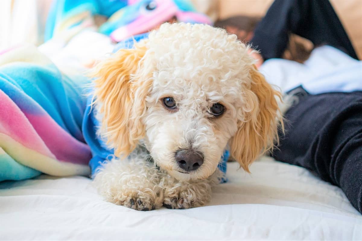 Parti Poodle puppy lying on a bed