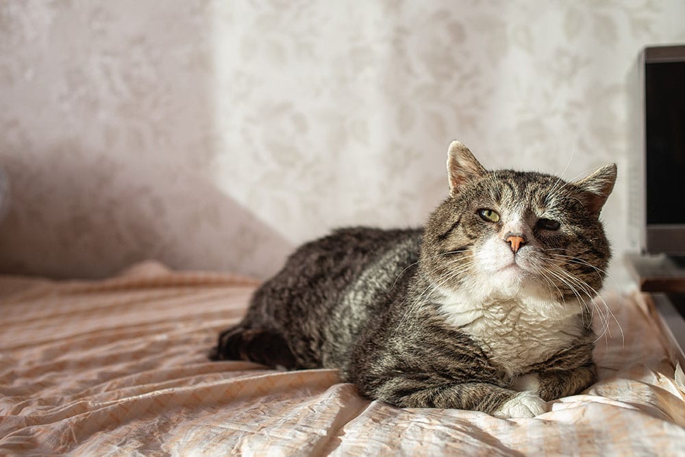 Side view of lazy and old tabby cat stay on a bed at home Alex Zotov Shutterstock