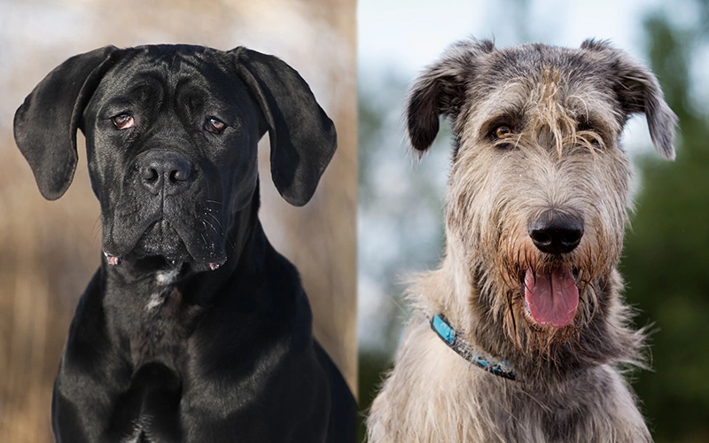The parent breeds of Cane Corso Irish Wolfhound Mix Didkovska Ilona Shutterstock DragoNika Shutterstock.webp