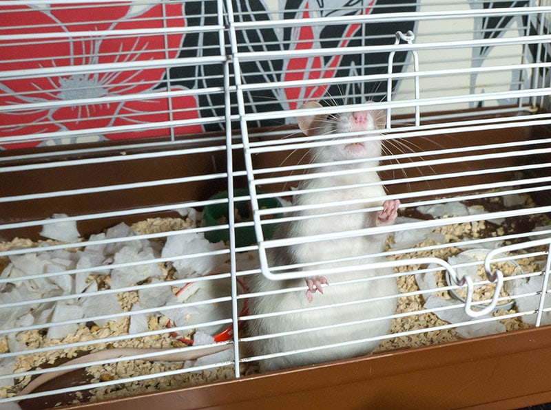 White grey pregnant rat in a cage sakavichanka Shutterstock