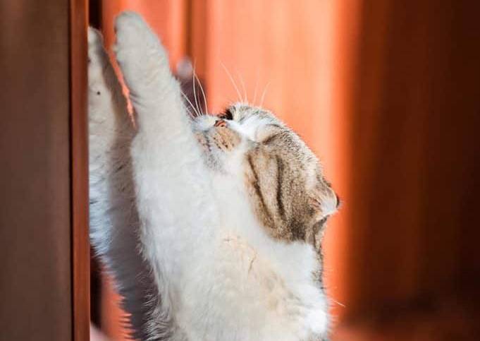 a cat scratching door SoNelly Shutterstock