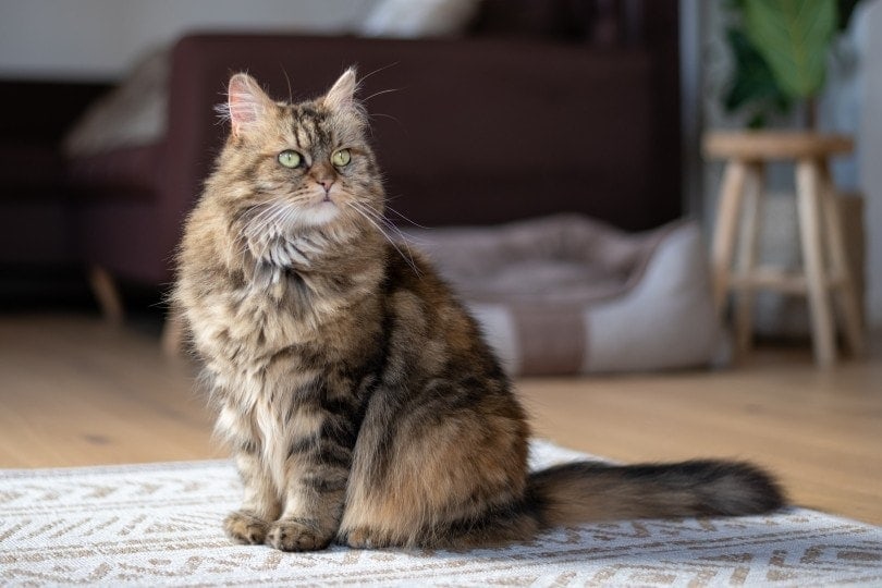 a tabby maine coon cat at home Daniel Zopf Unsplash
