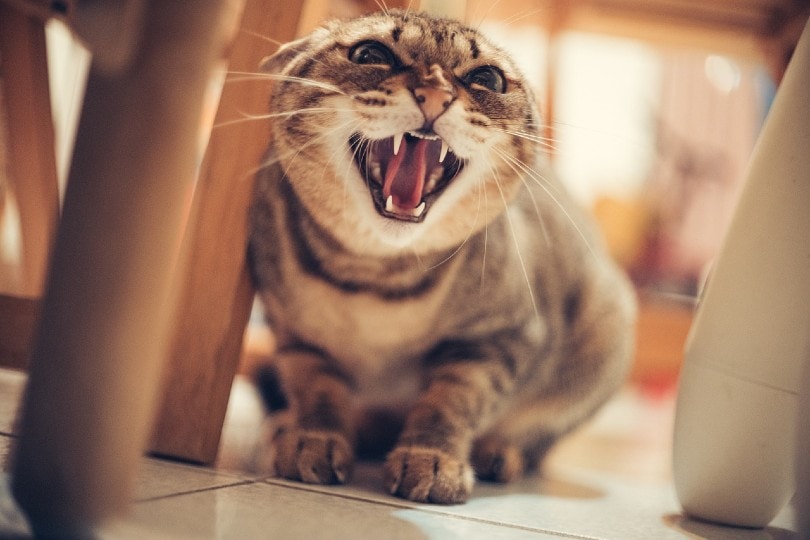 angry cat hissing