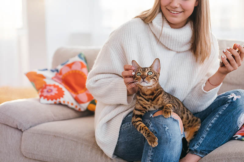 bengal cat on owners lap golubovystock Shutterstock