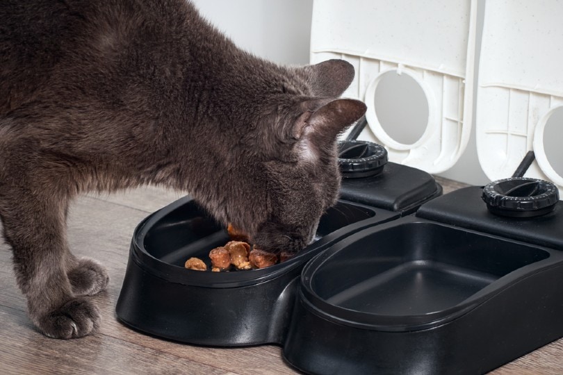 cat eating food from automatic feeder Kylbabka Shutterstock