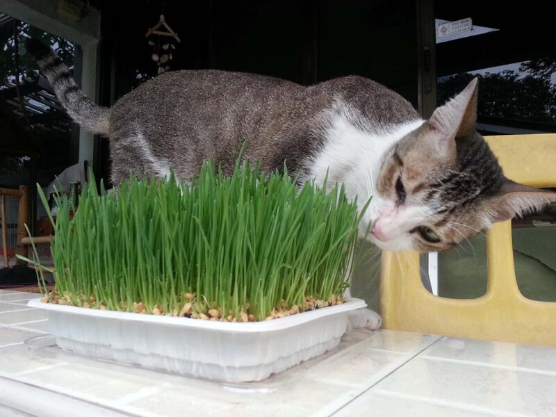 cat eating young wheatgrass QueenNuna Shutterstock e1681467669681