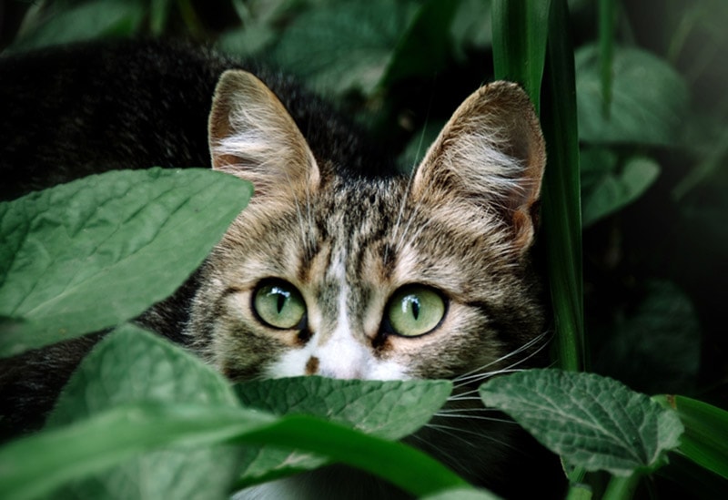 cat hiding in green leaves Rock.N.Roll .Queen Shutterstock