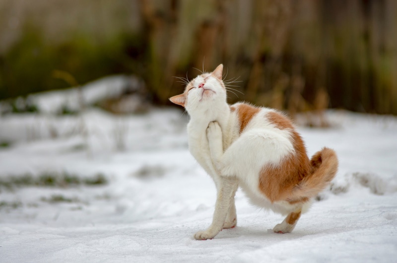 cat in the snow scratching itself Morgentau Shutterstock
