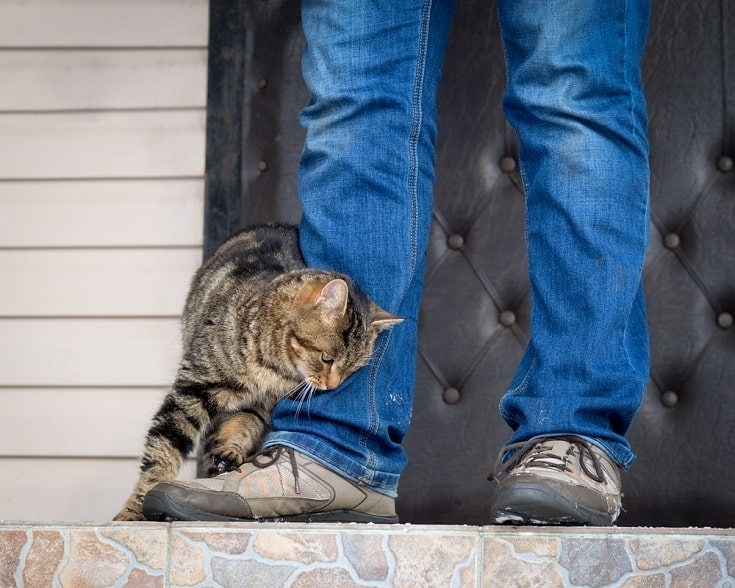 cat rubbing against owner Irina Kozorog Shutterstock