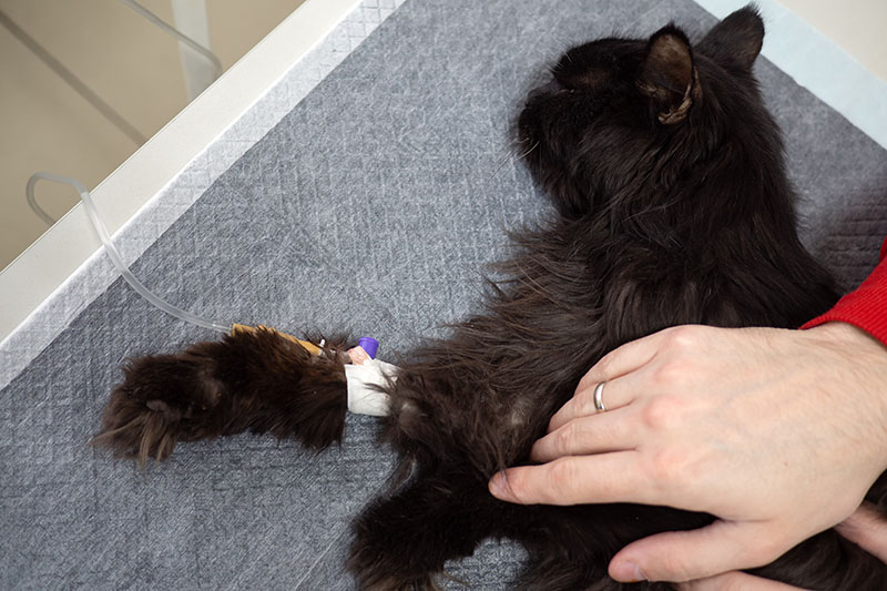 cat with intravenous infusion drip in vet clinic Yekatseryna Netuk Shutterstock
