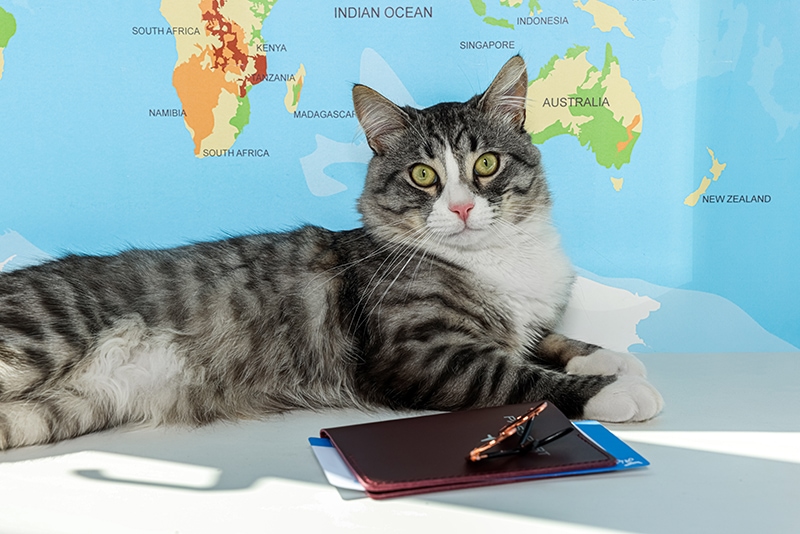 cat with passport and ticket New Africa Shutterstock