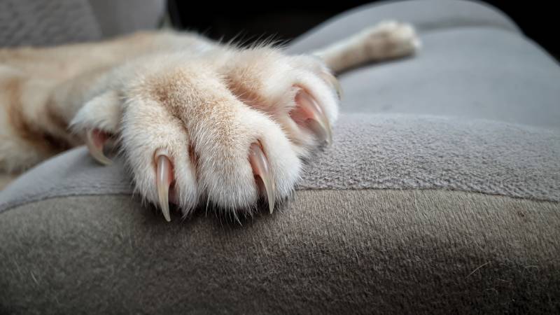cats paws with long and sharp claws on cat fabric sofa RJ22 shutterstock