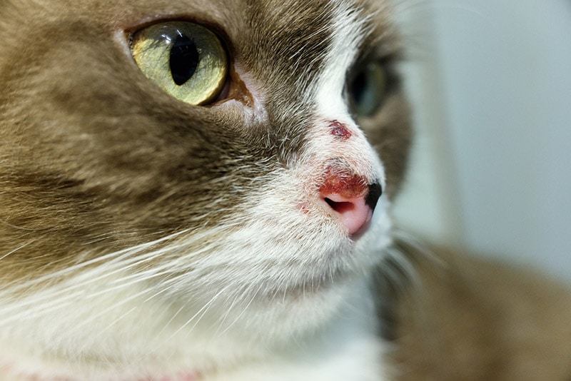 close up of a cat with scabs on its nose Darika Sutchiewcharn Shutterstock