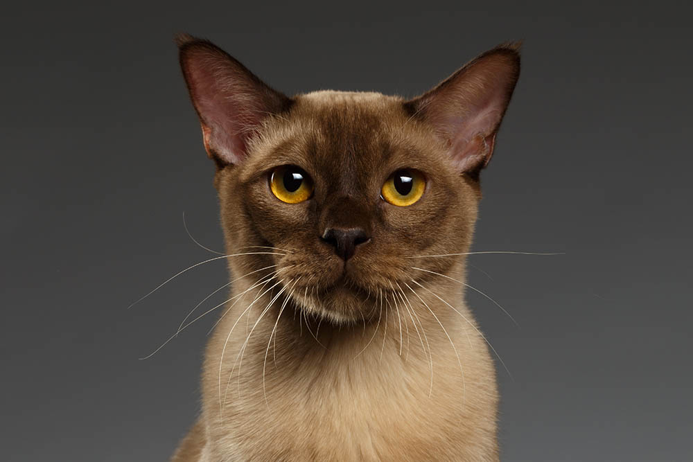 close up portrait of burmese cat Seregraff Shutterstock