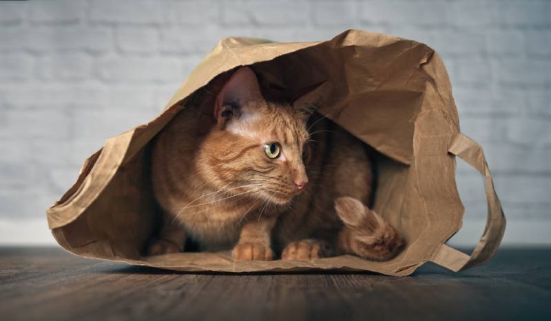 cute ginger cat sitting in a paper bag and looking curious sideways Chaiwat Hemakom Shutterstock