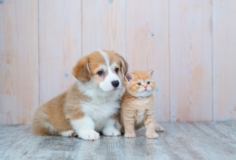 cute puppy and kitten together Ermolaeva Olga 84 Shutterstock