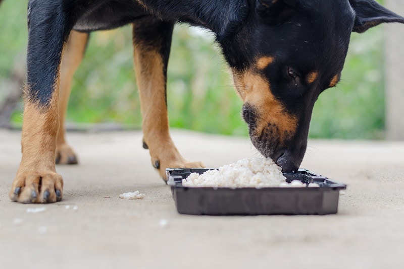 dog eating rice