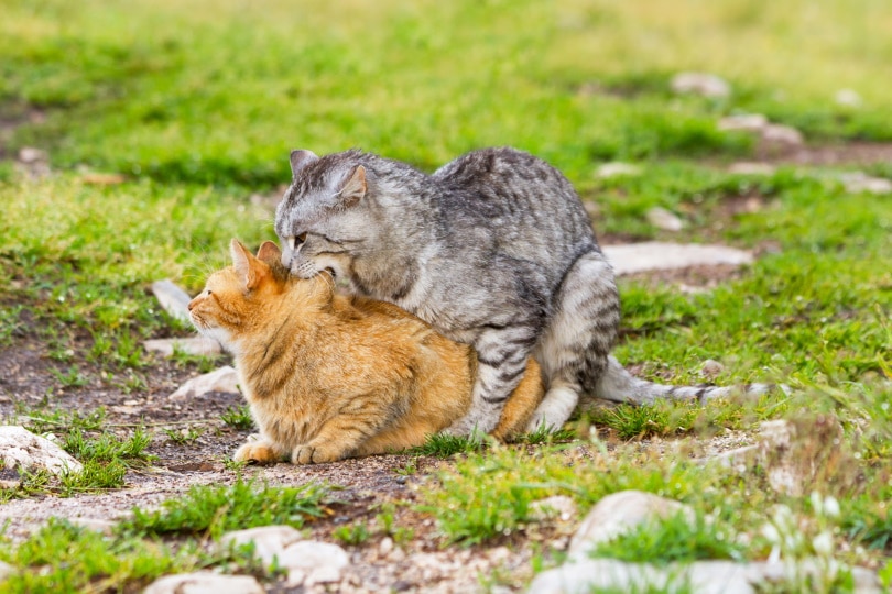 domestic cats mating Neonci Shutterstock
