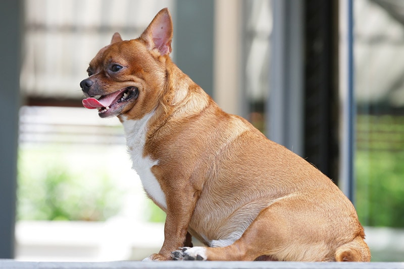 fat chihuahua dog taro911 Photographer Shutterstock