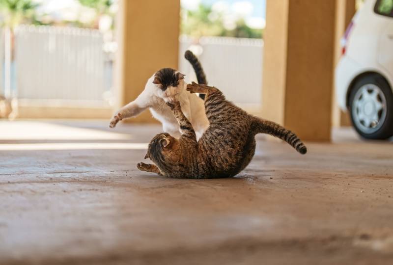 feral cats playing in the street M Production Shutterstock