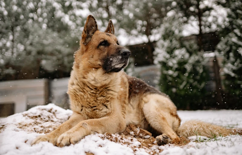german shepherd dog lying on snow in winter Yan Krukau