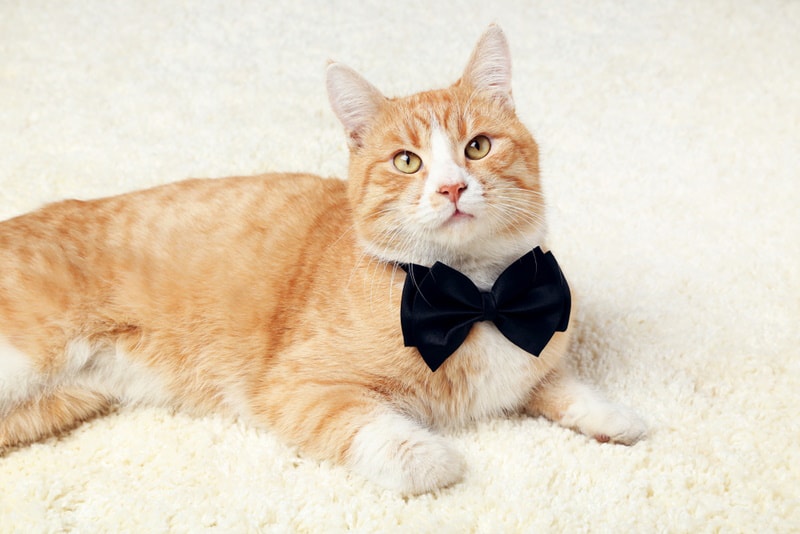 ginger cat with bow tie 5 second Studio Shutterstock