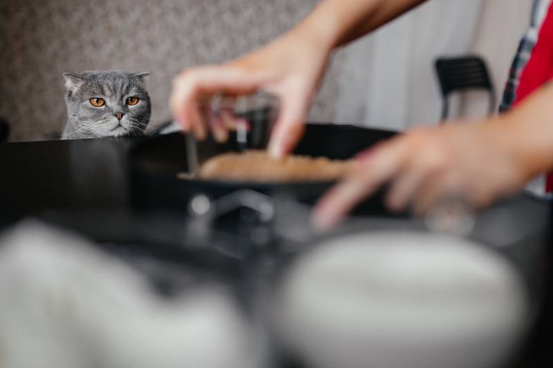 gray scottish cat watches as a girl cooks in the kitchen Rimdeika Shutterstock