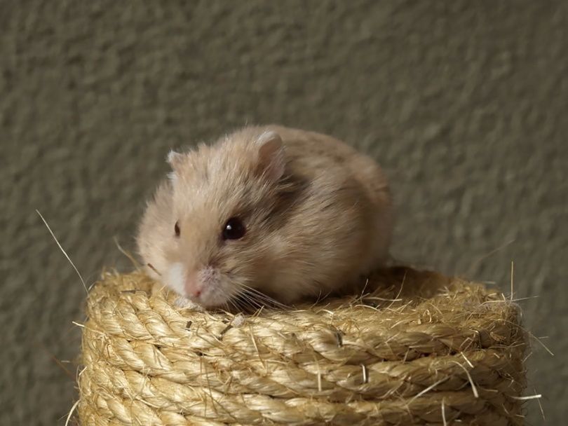 hamster fet. image Sandra Cheng Pixabay 1
