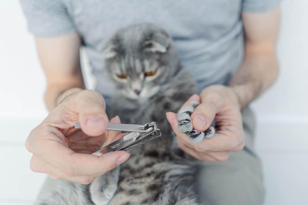 hand holding human nail clipper and cat paw ashshkna Shutterstock