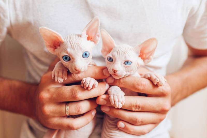 man holding two cute canadian sphynx kittens Mariia Boiko Shutterstock
