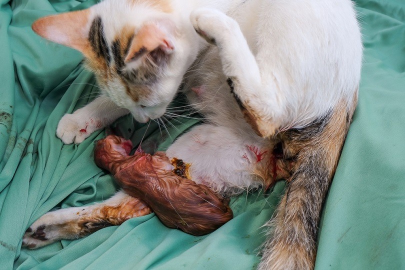 mother cat gave birth to kitten Azami Adiputera Shutterstock