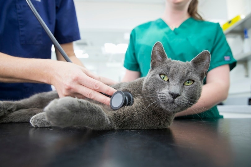 nebelung cat in vet clinic Juice Flair Shutterstock