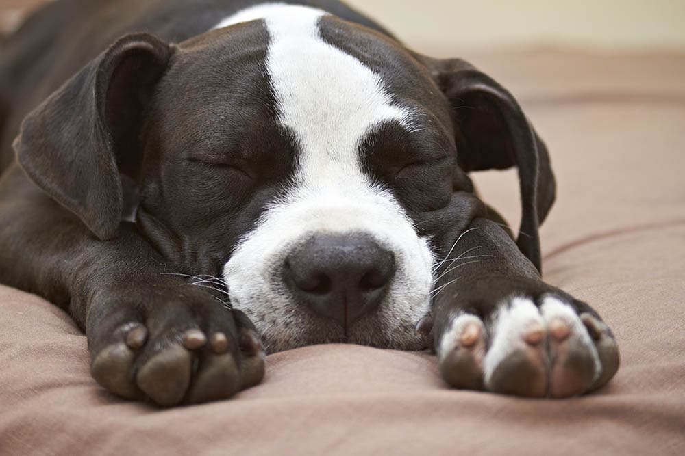 pitbull puppy sleeping comfortably on its