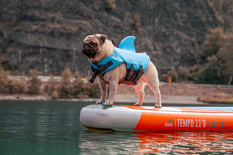 pug wearing life vest on paddle board BLACK LEMON Shutterstock