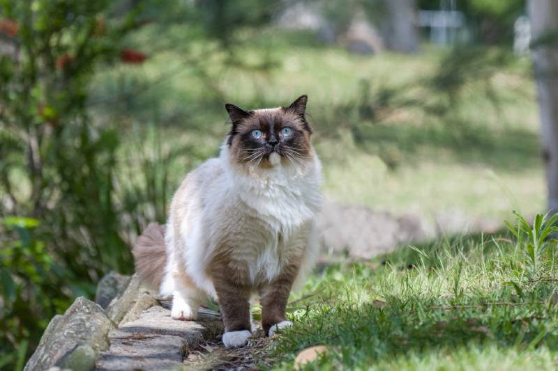 ragdoll cat with blue eyes standing outdoors in nature Aaron Zimmermann Shutterstock