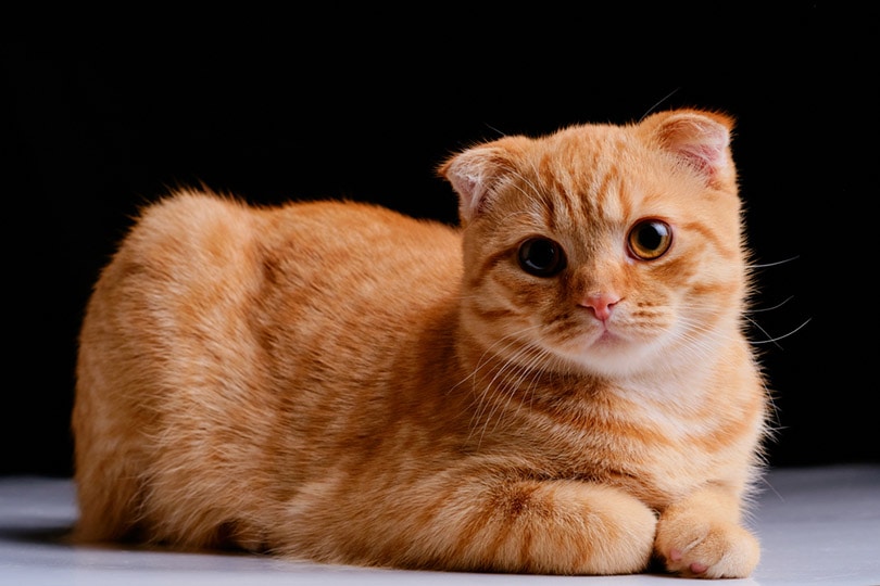 red scottish fold cat on a dark background Alexander Sobol Shutterstock