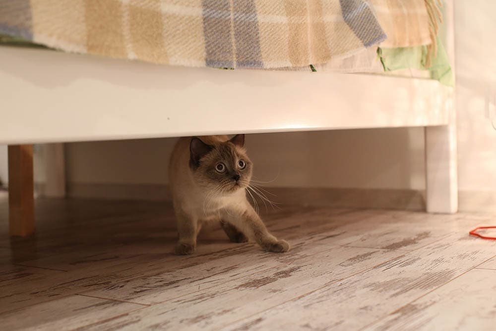 scared British blue point cat hiding under the bed