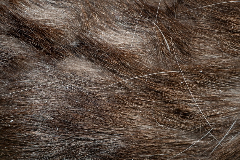 siamese cat fur with dandruff Lemalisa Shutterstock