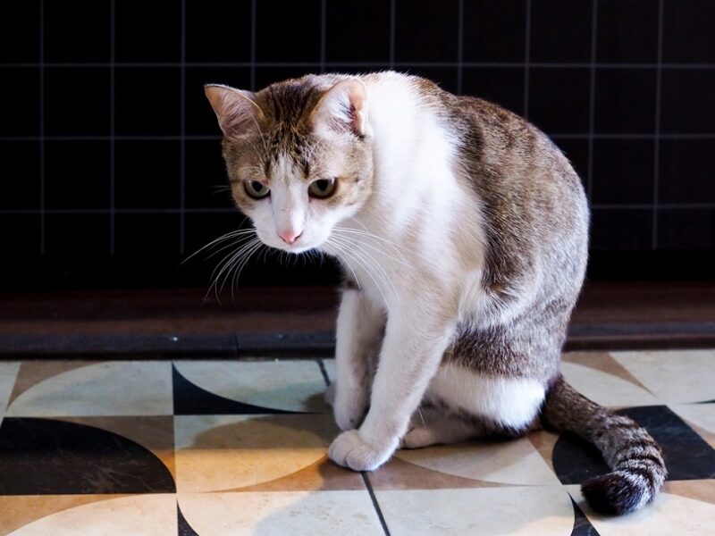 sick cat with feline disease Kittima05 shutterstock e1678981210451