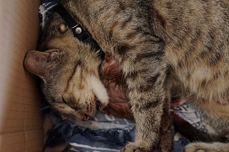 striped cat giving birth to a kitten Hebly Fauzan Shutterstock