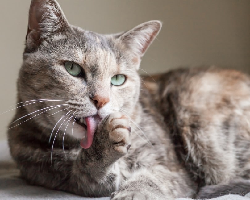 tabby cat licking her paw SJ Duran Shutterstock