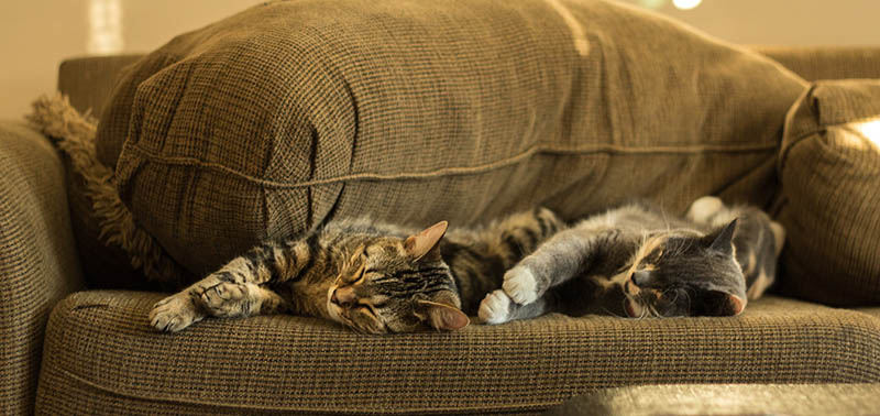 two cats sleeping soundly on the couch Aleesha Wood Unsplash