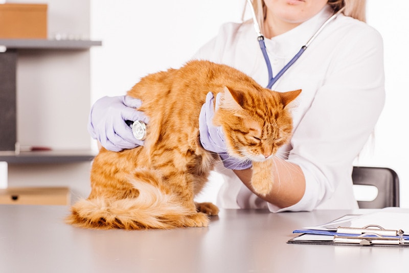 vet checking up the cat PRESSLAB Shutterstock