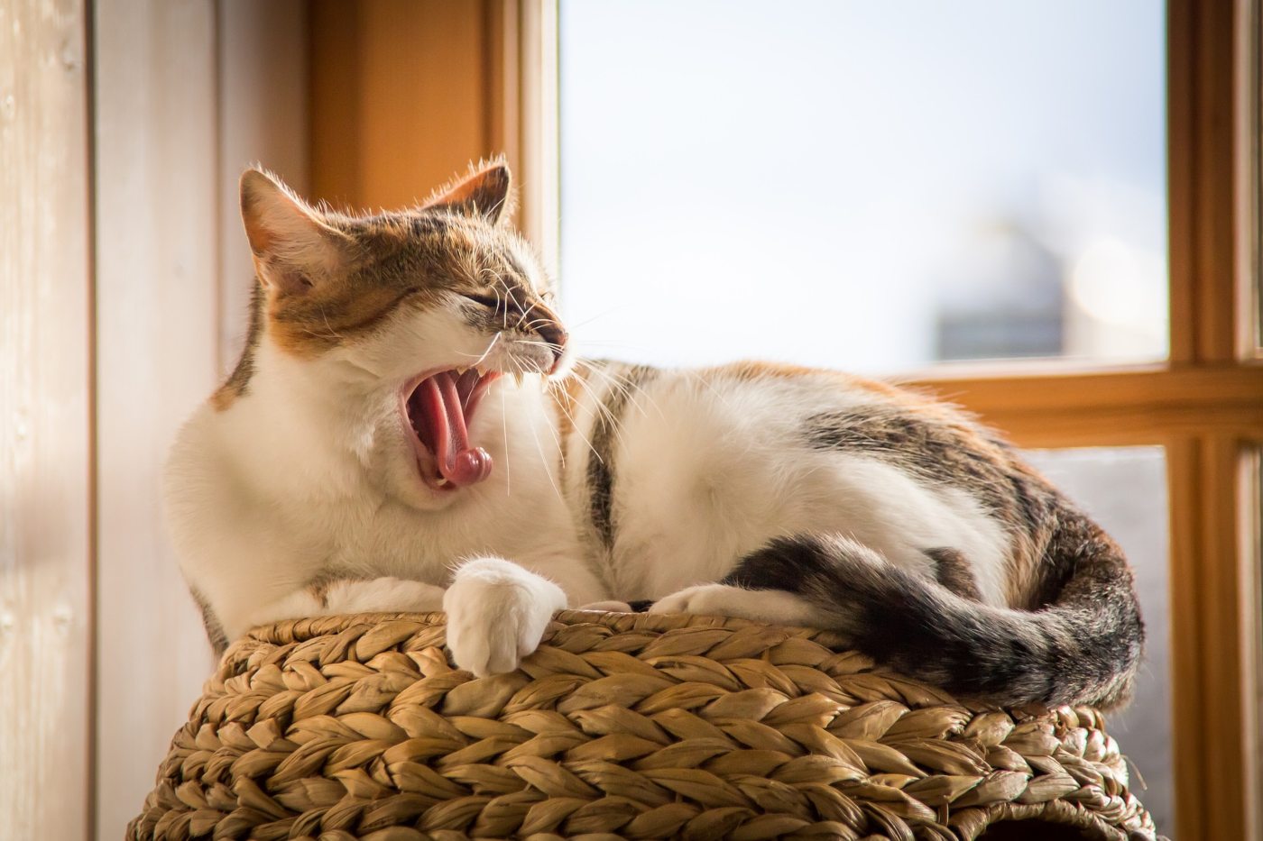 white and black cat yawning