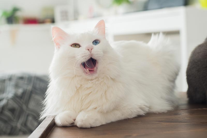 white fluffy cat with multicolored eyes sitting and meows Helen Bloom Shutterstock
