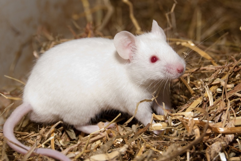 white mouse in cage iliuta goean Shutterstock