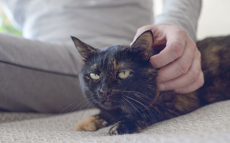 A mans hand scratches a fluffy cat behind the ear Ekaterina34 Shutterstock