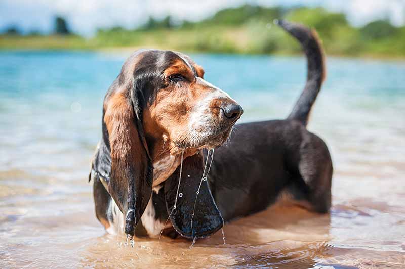 Basset hound dog standing in the water Rita Kochmarjova Shutterstock